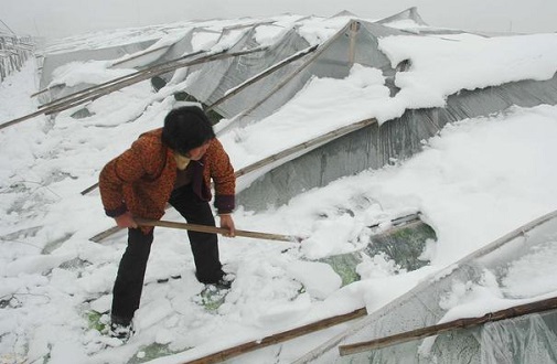 大雪壓垮鋼結(jié)構(gòu)廠房，眾多“二師兄”壯烈犧牲
